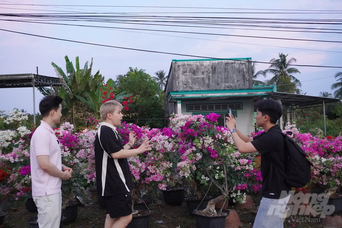 TikToker Tun Phạm và Long Chun đang livestream về các sản phẩm hoa kiểng của huyện Chợ Lách, tỉnh Bến Tre. Ảnh: Nguyễn Thủy.
