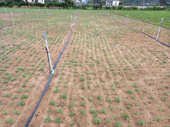 Mô hình thâm canh đậu phộng sử dụng hệ thống tưới tiết kiệm tại Bình Định. Ảnh: V.Đ.T.