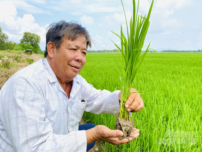 Vụ đông xuân 2023 - 2024, An Giang có 19 HTX đăng ký tham gia vào Đề án 1 triệu ha lúa chất lượng cao và có gắn với doanh nghiệp tiêu thụ với tổng diện tích 40 nghìn ha. Ảnh: Lê Hoàng Vũ.