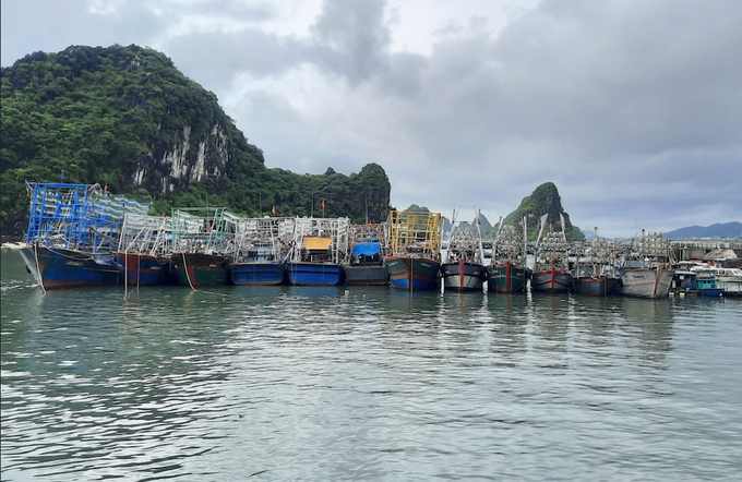 Dự kiến vào tháng 5/2024, đoàn của Ủy ban Châu Âu sẽ quay lại Việt Nam kiểm tra về chống khai thác hải sản bất hợp pháp. Ảnh: Nguyễn Thành.