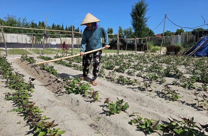 Khoai lang được trồng trên vùng cát Hải Ninh. Ảnh: T. Đức.