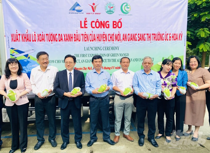 The first export shipment of Cu Lao Gieng GAP Cooperative's green-skinned mangoes to Australia and the United States has introduced new opportunities for mangoes from the Mekong Delta to extend their reach and compete globally. Photo: Le Hoang Vu.