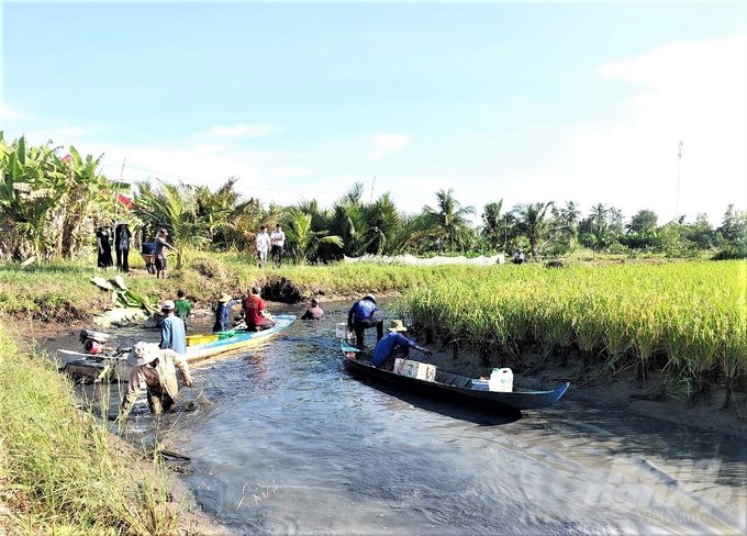 Kiên Giang tiếp tục thực hiện chủ trương chuyển đổi diện tích trồng lúa kém hiệu quả sang mô hình tôm - lúa, để bù đắp sản lượng thủy sản khai thác sụt giảm. Ảnh: Trung Chánh.