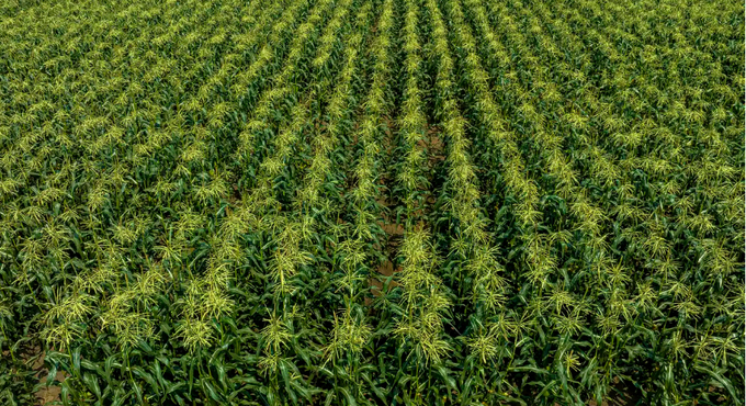 An aerial view of corn fields in Monticello.