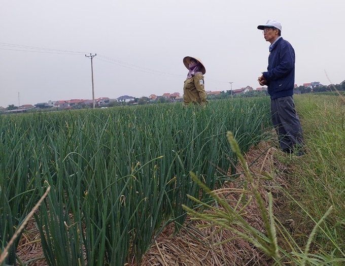 Nông dân đội 4 thôn Mạn Đê, xã Nam Trung (huyện Nam Sách, Hải Dương) phấn khởi chăm sóc hành vụ đông.