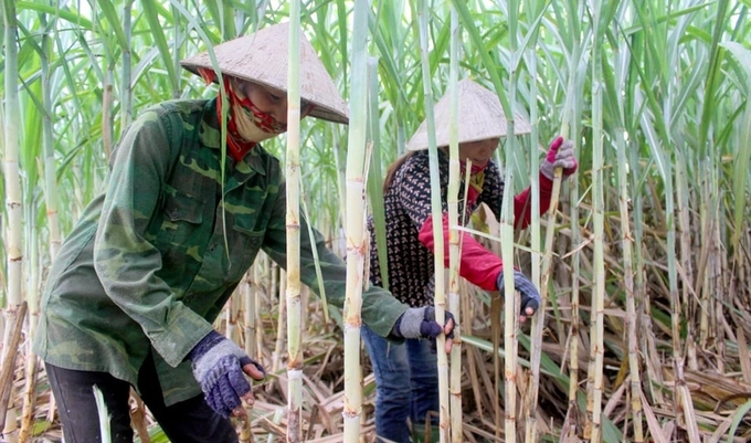 Nhờ đưa giống mới vào sản xuất áp dụng thâm canh, cây mía ở Nghệ An nhiều nơi cho năng suất 100 tấn/ha. Ảnh: Xuân Hoàng.