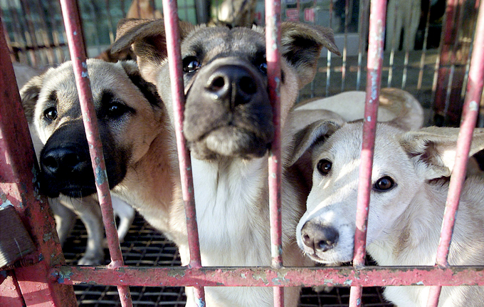 Những chú chó chờ đợi trong lồng để bán làm thịt tại Seongnam, Hàn Quốc. Ảnh: Reuters. 