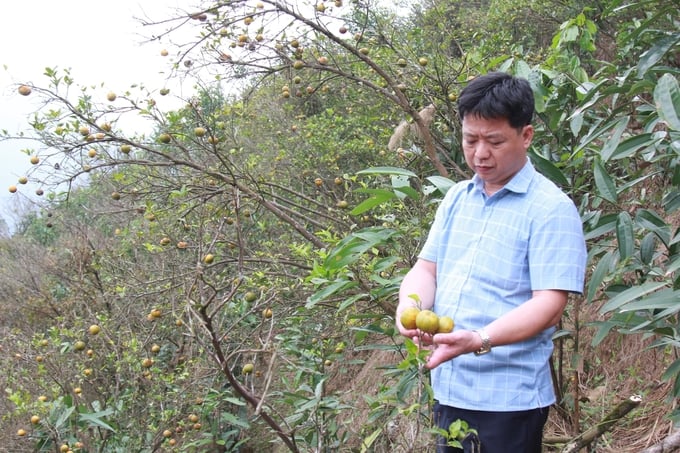 Ông Dương Hữu Tư - Phó chủ tịch UBND thị trấn Nông trường Trần Phú xót xa bên vườn cam đang héo úa chờ ngày tàn. Ảnh: Thanh Tiến.