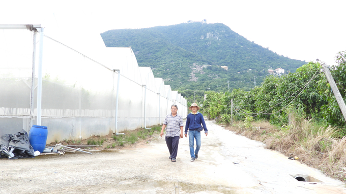 Nắm bắt lợi thế cạnh khu du lịch núi Bà Đen, anh Đông chuyển đổi cây kém hiệu quả sang trồng dưa lưới kết hợp du lịch nông nghiệp. Ảnh: Trần Trung.