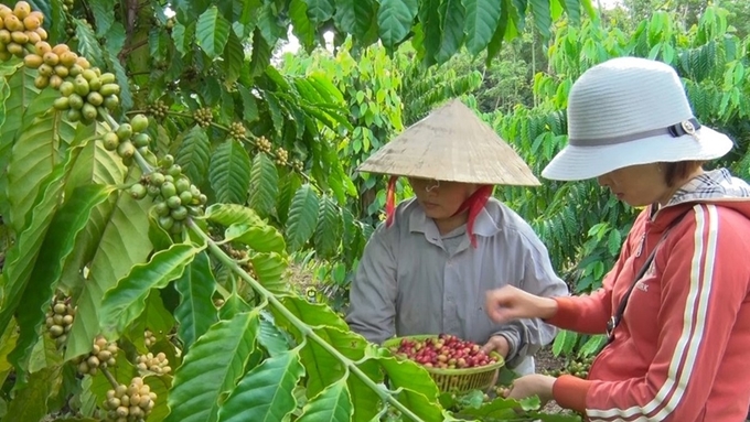 Cập nhật giá cà phê trong nước và thế giới mới nhất ngày 9/1/2024