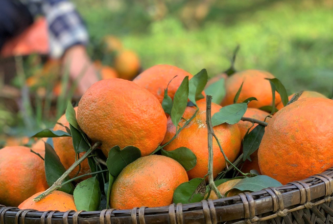 Nhiều diện tích cam trồng giống chiết cành, cho năng suất cao, có những gốc thu đến 1 tạ quả, cho hiệu quả kinh tế cao.
