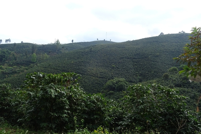 Vườn đồi trồng cà phê ở xã Chiềng Ban (huyện Mai Sơn, Sơn La). Ảnh: Hải Tiến.