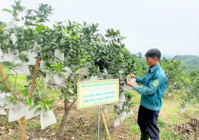 Trên diện tích hơn 2ha, anh Toả ở thôn 6, xã Thọ Điền, huyện Vũ Quang đã thu hoạch hơn 7 tấn cam chanh, hiện còn khoảng hơn 2 tấn anh đang chăm sóc, neo trên cây để chờ bán dịp Tết.