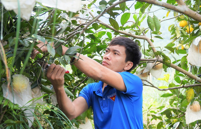 Hiện toàn tỉnh Hà Tĩnh đã phát triển được hơn 7.200ha cam; diện tích cho sản phẩm hơn 6.100ha. Mỗi năm cây trồng chủ lực này đem về cho người sản xuất ở các huyện miền núi Hương Sơn, Hương Khê, Vũ Quang hàng trăm tỷ đồng.