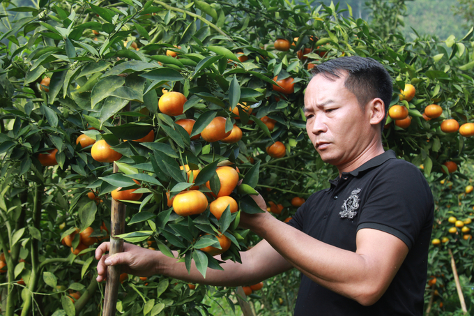Anh Đỗ Quang Trọng - Giám đốc HTX cây ăn quả Bình Thuận bên vườn cam đã được chứng nhận tiêu chuẩn VietGAP. Ảnh: Thanh Tiến.