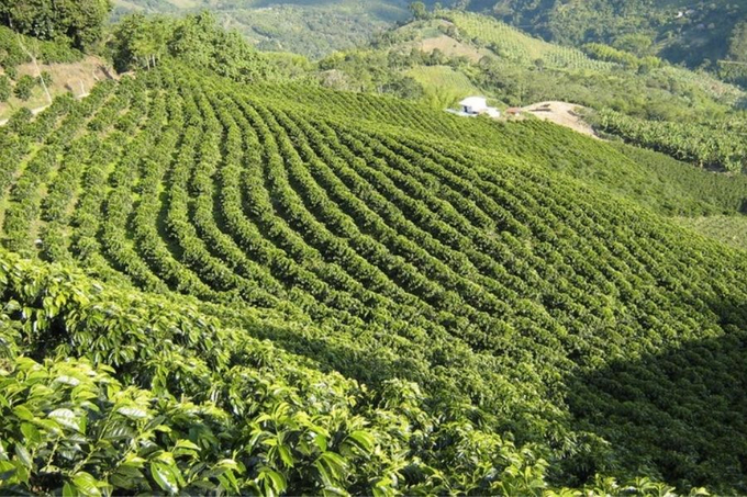 Diện tích vùng trồng cà phê giảm mạnh khiến nguồn cung sụt giảm. 
