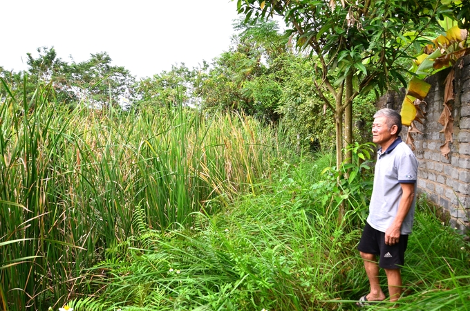 Cỏ ngập lút một cái ao trong trang trại bỏ hoang. Ảnh: Dương Đình Tường.