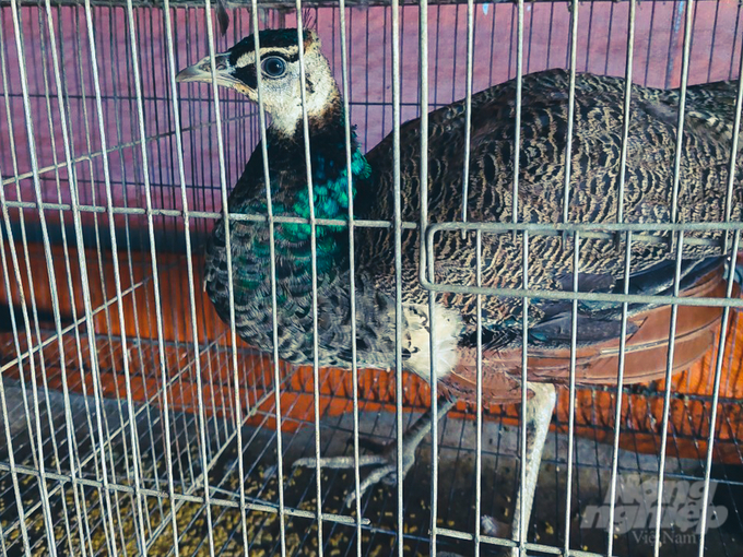 Chim công được rao bán bí mật, với nhiều kích cỡ khác nhau tùy theo nhu cầu của khách tại chợ chim cảnh Thạnh Hóa. Ảnh: KA.