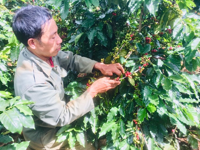 Nhờ trồng giống cà phê mới THA1, gia đình ông Trần Xuân Hải ở thôn Bụt Việt, xã Hướng Phùng (huyện Hướng Hóa) có vụ cà phê năng suất cao nhất từ trước đến nay. Ảnh: Việt Toàn.