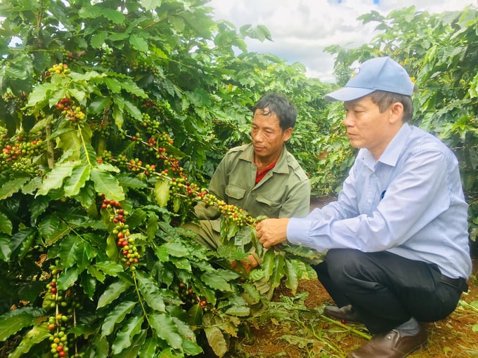 Giống cà phê THA1 trồng tái canh tại huyện Hướng Hóa phát triển tốt, năng suất cao, quả đồng đều... Ảnh: Việt Toàn.