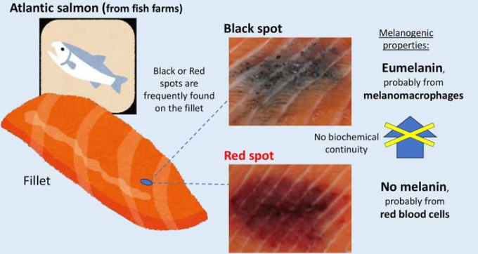 A substantial percentage of filets from reared Atlantic salmon have black or red spots. Wakamatsu and coworkers found that the black spots contain eumelanin, whereas the red spots do not detectably contain melanin.