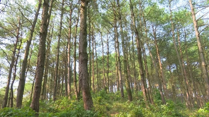 Cục Lâm nghiệp ban hành nhiều quy định về bảo vệ và phát triển tài nguyên rừng. Ảnh: TL.