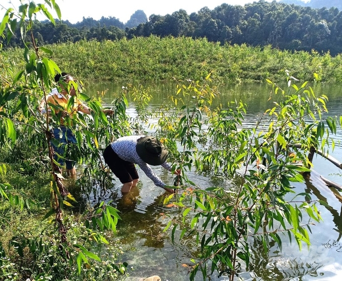 Dự án xây dựng mô hình trồng cây tràm lá dài trên hồ thủy điện Tuyên Quang được triển khai và phát triển khá tốt. Ảnh: Đào Thanh.