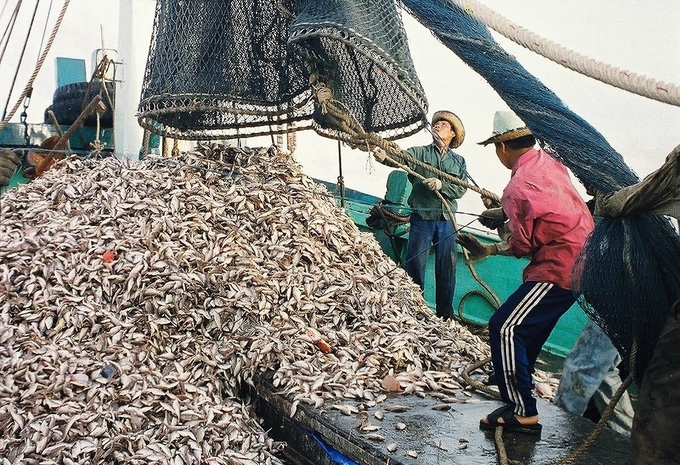 Các hệ sinh thái biển, nguồn lợi thủy sản đang bị suy thoái nhanh cả về số lượng và chất lượng do các hoạt động khai thác quá mức. Ảnh: Hồng Thắm.