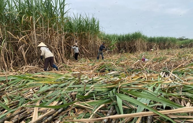 Nông dân Phú Yên bước vào vụ thu hoạch mía niên vụ 2023 - 2024. Ảnh: KS.