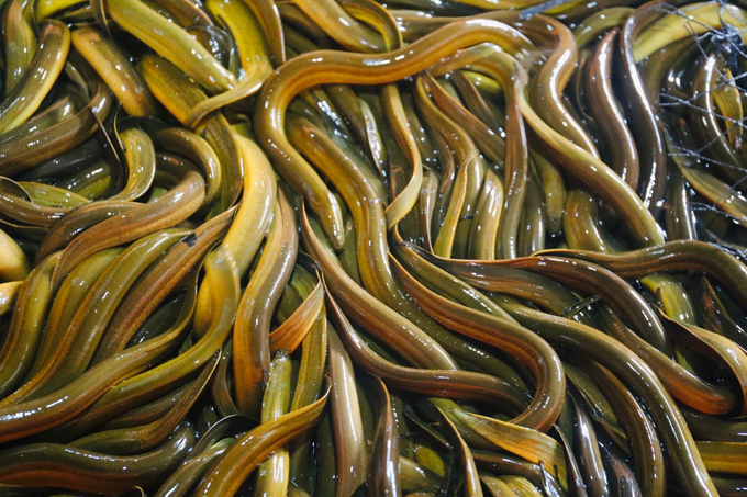 Nuôi lươn không bùn trong bể composite dễ vệ sinh, lươn không bị trầy xước và phát triển tốt.
