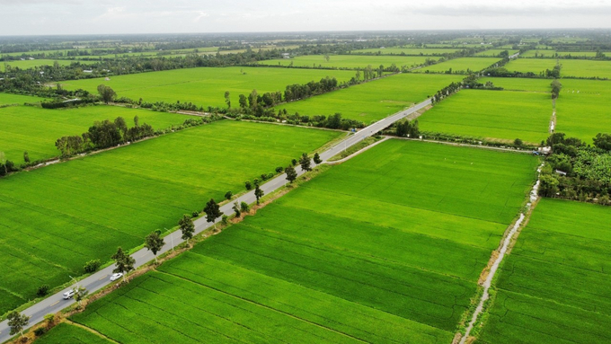 Đề án 1 triệu ha lúa chất lượng cao hướng đến trên 1 triệu hộ áp dụng quy trình canh tác bền vững vào năm 2030. Ảnh: Kim Anh.