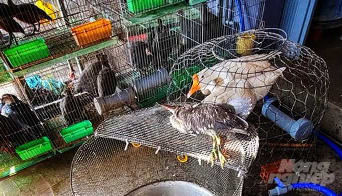 Việc mua bán động vật hoang dã tại chợ chim cảnh Thạnh Hóa chuyển từ mua bán trực tiếp sang hoạt động âm thầm, lén lút, gây khó khăn trong công tác kiểm dịch và vệ sinh môi trường. Ảnh: KA.