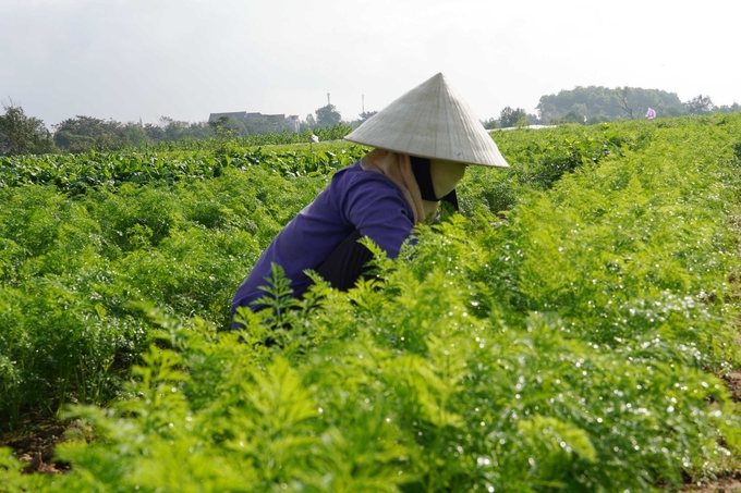 Với lối canh tác truyền thống, vùng rau trên cồn nổi Phú Ninh đang hướng đến thương hiệu vùng rau sạch. Ảnh: T. Đức.