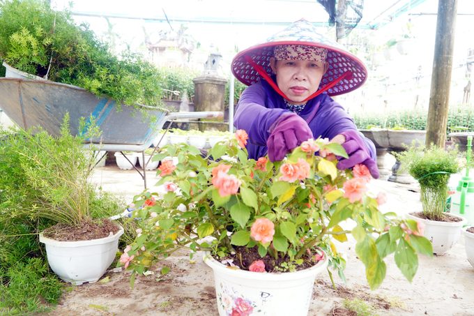 Người dân làng hoa An Lạc tập trung sang chậu, chăm sóc, tỉa cành để mong có một vụ hoa thắng lợi. Ảnh: Võ Dũng.