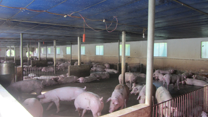 Trang trại chăn nuôi lợn hữu cơ ở xã Mễ Sở, huyện Văn Giang (Hưng Yên).