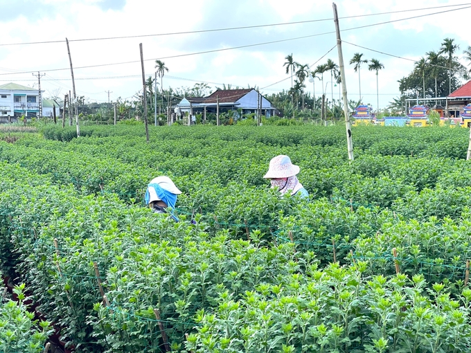 Làng hoa Nghĩa Hiệp (huyện Tư Nghĩa, Quảng Ngãi) hiện có khoảng 500 hộ trồng hoa Tết. Ảnh: L.K.