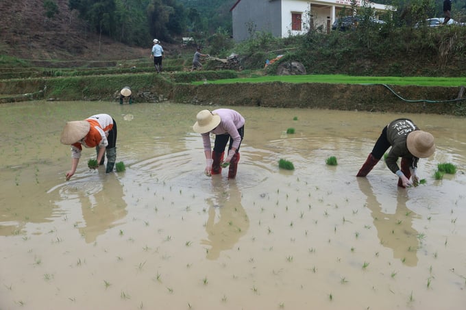 Hiện một số nơi ở Thái Nguyên bà con đã bắt đầu triển khai cấy lúa vụ xuân. Ảnh: Phạm Hiếu.