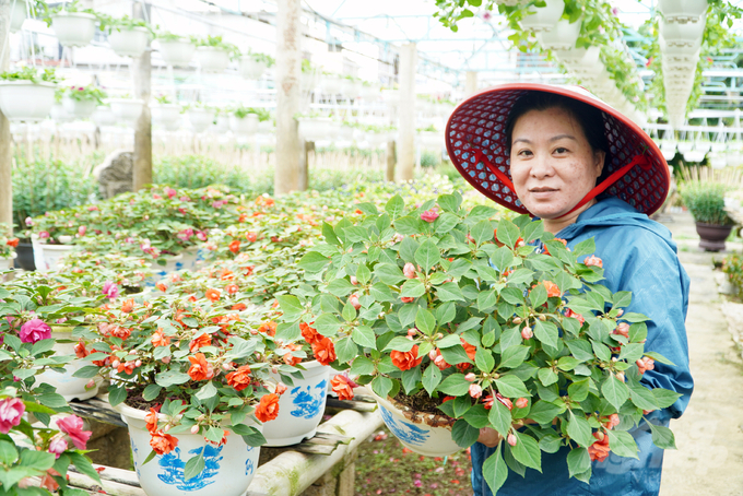 Các loài hoa đã bắt đầu nở và sẽ nở rộ vào giữa tháng Chạp. Ảnh: Võ Dũng.