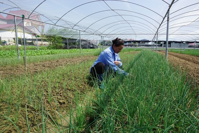 Bà con nông dân tỉnh Thái Nguyên khẩn trương thu hoạch rau màu vụ đông để chuẩn bị giải phóng đất cho vụ xuân 2024. Ảnh: Phạm Hiếu.