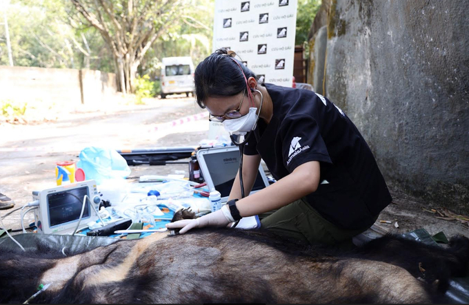 Bác sĩ thú y thăm khám cho các cá thể gấu ngựa được cứu hộ. Ảnh: AAF.
