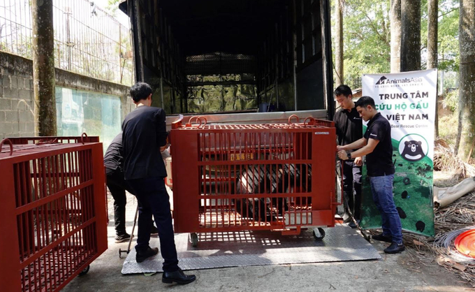 Cứu hộ gấu từ Củ Chi đưa lên xe tải di chuyển 1.000km về Vườn quốc gia Bạch Mã. Ảnh: AAF.