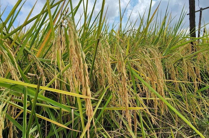 Hiện nay sản xuất lúa nước chiếm 50% tổng lượng phát thải trong nông nghiệp. Ảnh: Quang Yên.