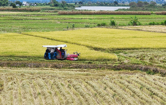 Đắk Lắk có diện tích lúa đứng đầu khu vực Duyên hải Nam Trung bộ và Tây nguyên. Ảnh: Quang Yên.