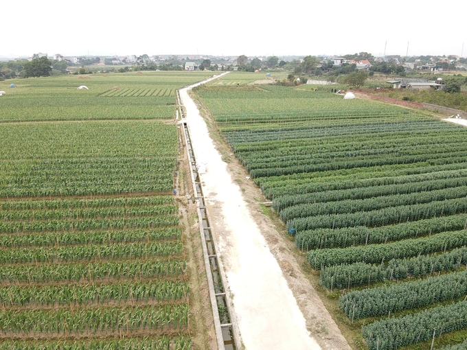 Bình Khê, Đông Triều là vùng trồng hoa lớn nhất tỉnh Quảng Ninh. Ảnh: Cường Vũ