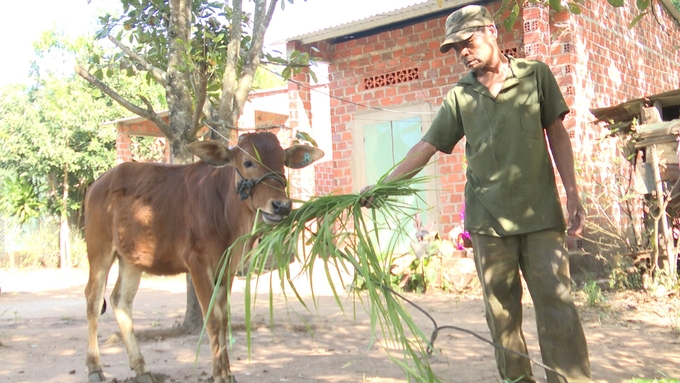 Dù người dân đã được cấp đổi lại bò nhưng nhiều tập thể, cá nhân vẫn bị kiểm điểm. Ảnh: Tuấn Anh.