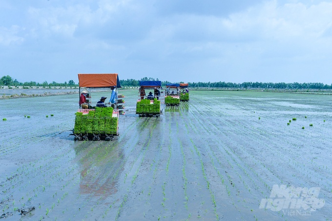 Trong giai đoạn 2024 - 2025, các địa phương vùng ĐBSCL tham gia Đề án 1 triệu ha lúa chất lượng cao sẽ tập trung củng cố 180.000ha canh tác lúa thuộc Dự án VnSAT. Ảnh: Kim Anh.