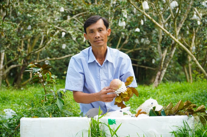 Ông Trần Văn Phương, Giám đốc HTX nông nghiệp Xóm Đồng 2 cho biết, năm 2023, sản lượng xuất khẩu vú sữa bơ hồng của HTX đạt khoảng trên 70 tấn. Năm 2023, sản lượng vú sữa của HTX cao gấp 3 lần so với năm 2022, cộng với giá xuất khẩu cao nên bà con xã viên rất phấn khởi, tự tin sản xuất.