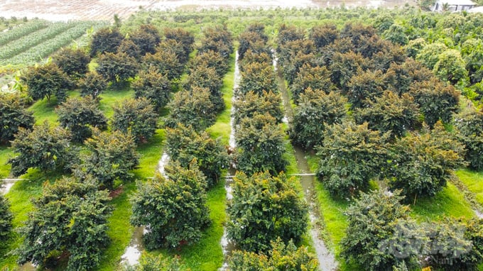Từ năm 2021, với sự hỗ trợ từ Chi cục Trồng trọt và Bảo vệ thực vật tỉnh Sóc Trăng, HTX nông nghiệp Xóm Đồng 2 đã được cấp 2 mã số vùng trồng. Đồng thời, ngành chuyên môn cũng kết nối với một số doanh nghiệp tạo đầu ra thuận lợi cho vú sữa bơ hồng.