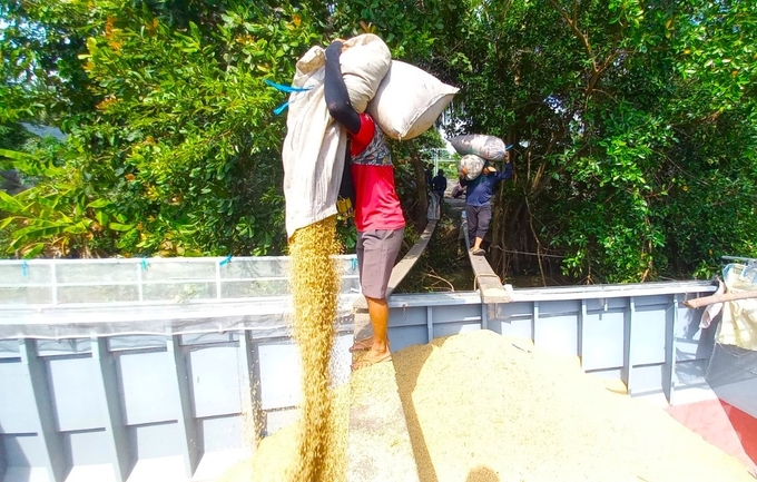 Hiện giá lúa thường ở tỉnh Sóc Trăng dao động từ 8.700 – 10.000 đồng/kg, lúa thơm từ 9.700 – 10.000 đồng/kg và nhóm lúa ST đang thu hoạch được thương lái chào giá trên 11.000 đồng/kg. Ảnh: Kim Anh.