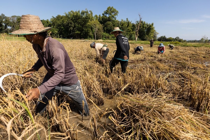 Farmers harvest paddy rice stalks in a farm land in Kalasin province in Thailand.Photographer: Luke Duggleby/Bloomberg